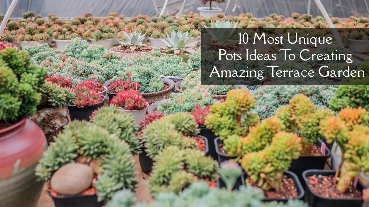 10 Most Unique Pots Ideas to Creating Amazing Terrace Garden