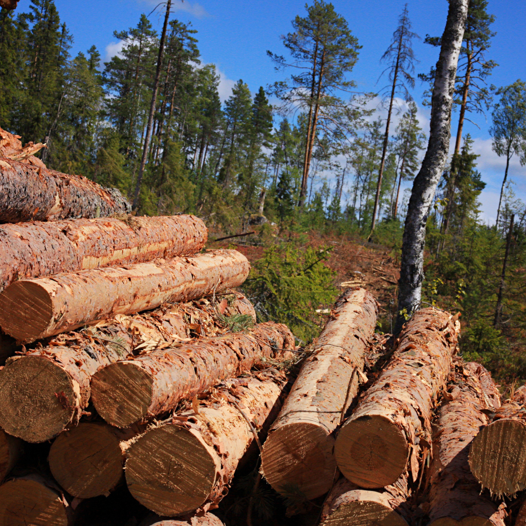 Timber for Construction