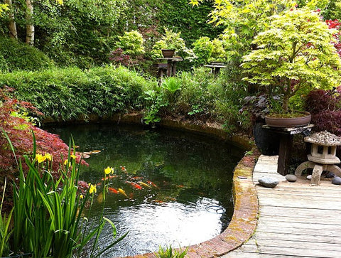 11 Essential Tips to Build a Pond for Your Lawn